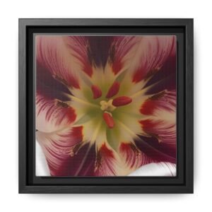 IS_4873 Framed Floral Close-Up Matte Canvas Wall Art — Multicolor Tulip Centerpiece