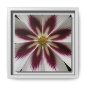 IS_4849 Framed Floral Burst Matte Canvas Wall Art — Burgundy & White Starflower