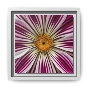 IS_4868 Framed Floral Canvas Art — Magenta Daisy Burst Matte Print