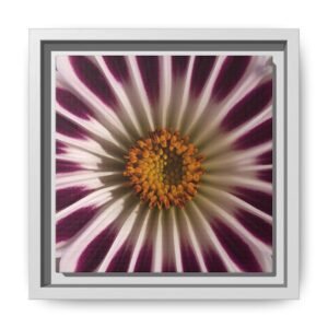 IS_4852 Framed Floral Burst Matte Canvas Wall Art — Abstract Purple Daisy