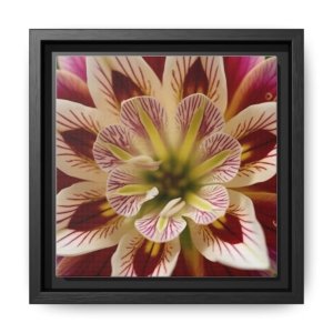 IS_4848 Framed Floral Canvas Wall Art — Multicolor Dahlia Close-Up