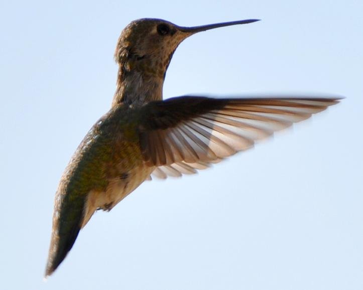 Anna's Hummingbird