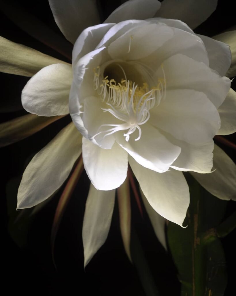 Blooming Queen of the NIght
