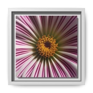 IS_4851 Framed Floral Canvas Print - Pink Daisy Macro