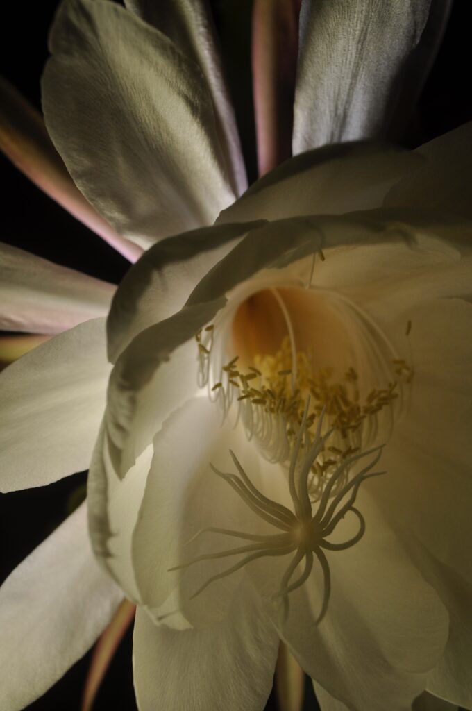 Queen of the Night