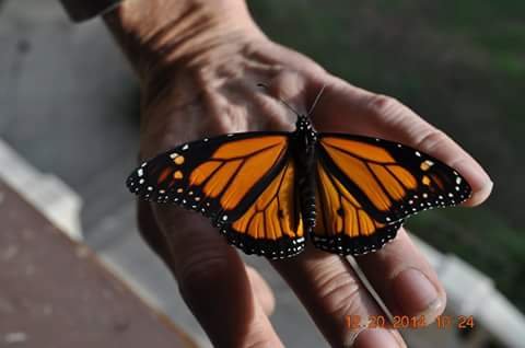 Butterfly Release