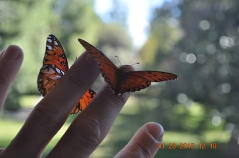 Butterfly Tree
